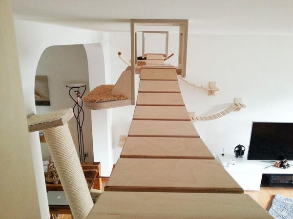 funny-overhead-cat-playground-room