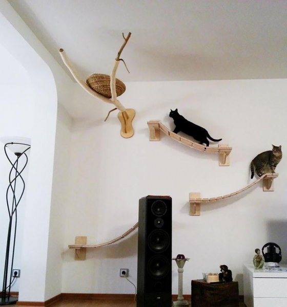 funny-overhead-cat-playground-room-Goldtatze-speakers